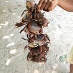 Coconut Crabs!